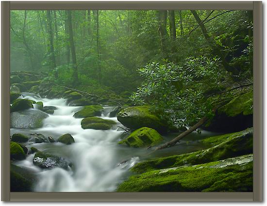 Roaring Fork River flowing through forest in Great Smoky Mountains National Park, Tennessee von Tim Fitzharris
