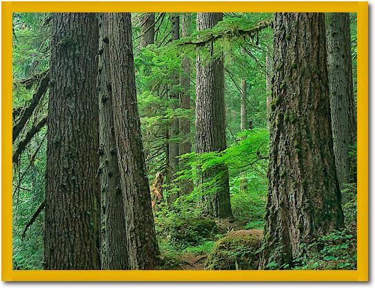 Old growth forest of Western Red Cedar Grove of the Patriarchs, Mount Rainier National Park, Washington von Tim Fitzharris