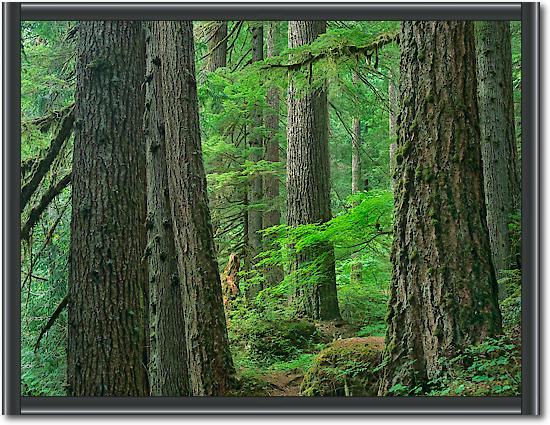 Old growth forest of Western Red Cedar Grove of the Patriarchs, Mount Rainier National Park, Washington von Tim Fitzharris