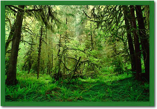 Rainforest, Hoh River Valley, Olympic National Forest, Washington von Gerry Ellis