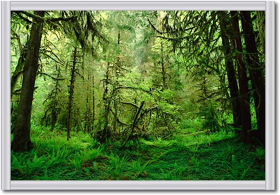 Rainforest, Hoh River Valley, Olympic National Forest, Washington von Gerry Ellis