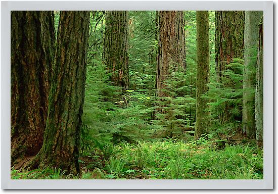 Douglas Fir old growth forest, Vancouver Island, BC, Canada von Gerry Ellis