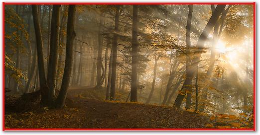 Forest Light von Norbert Maier