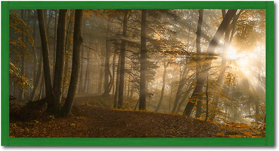 Forest Light von Norbert Maier