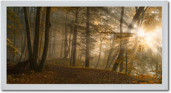 Forest Light von Norbert Maier