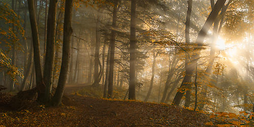 Forest Light von Norbert Maier