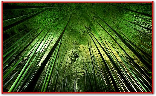 Bamboo Night von Takeshi Marumoto