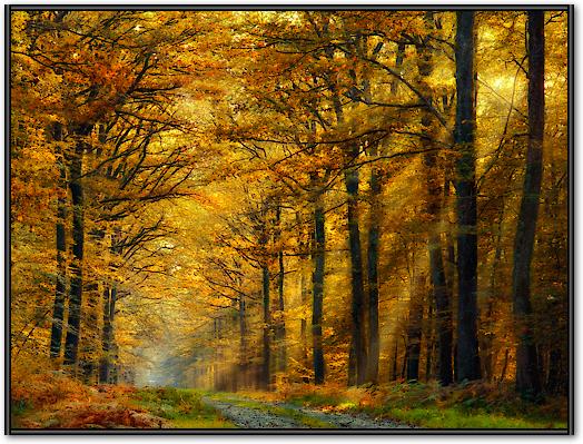 Enchanted Forest von Marianna Safronova