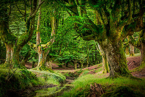 Otzarreta Forest II von Ronin