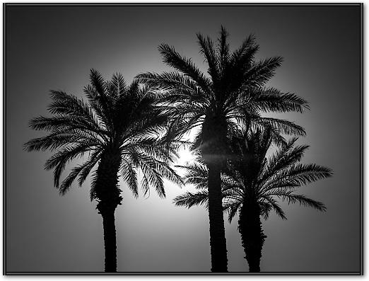 Palm Trees II von Assaf Frank