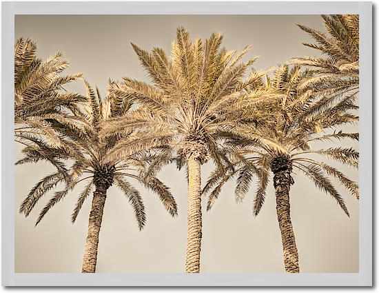 Palm Trees I von Assaf Frank