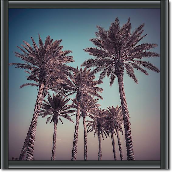 Palm Trees von Assaf Frank