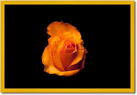 Rose gelb I von Volker Brosius