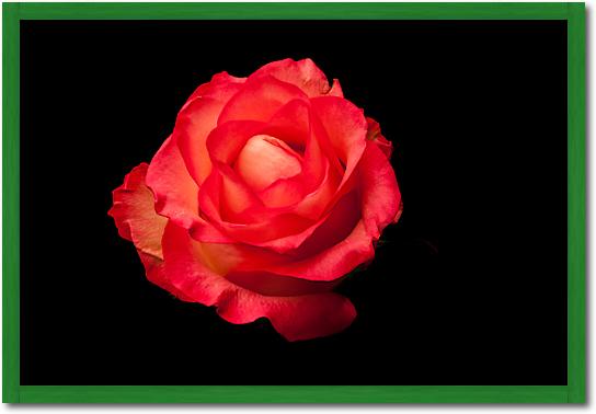 Rose rot von Volker Brosius