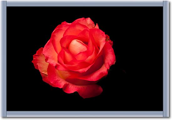 Rose rot von Volker Brosius