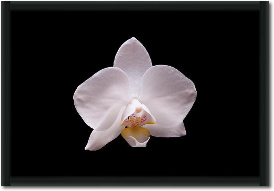 Orchidee I von Volker Brosius