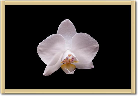 Orchidee I von Volker Brosius