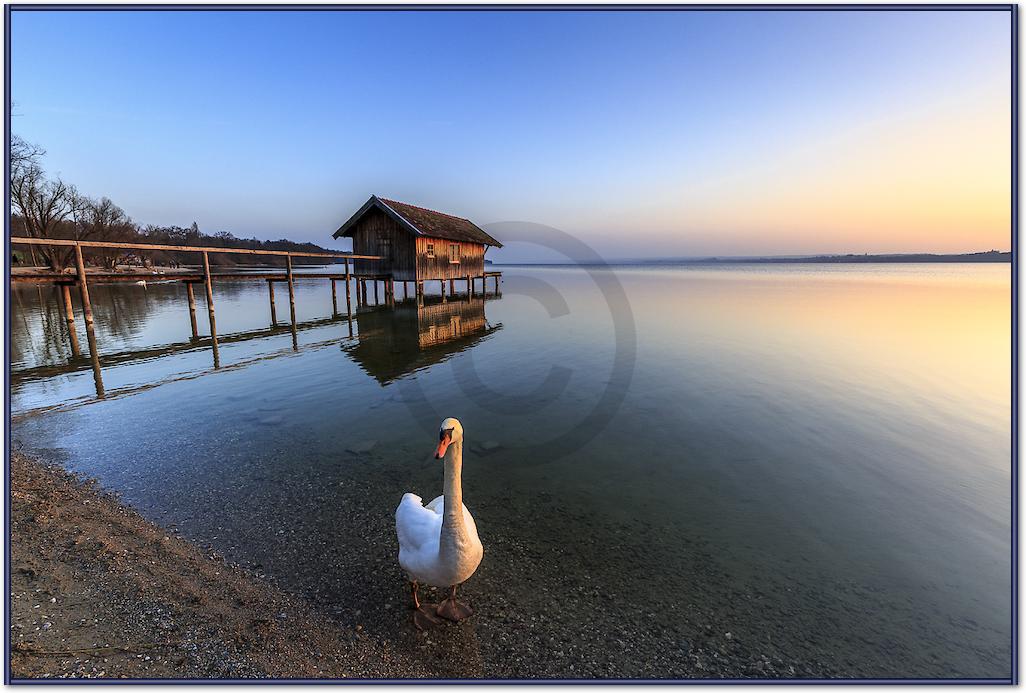 Schwan am Ammersee von Markus Scholz