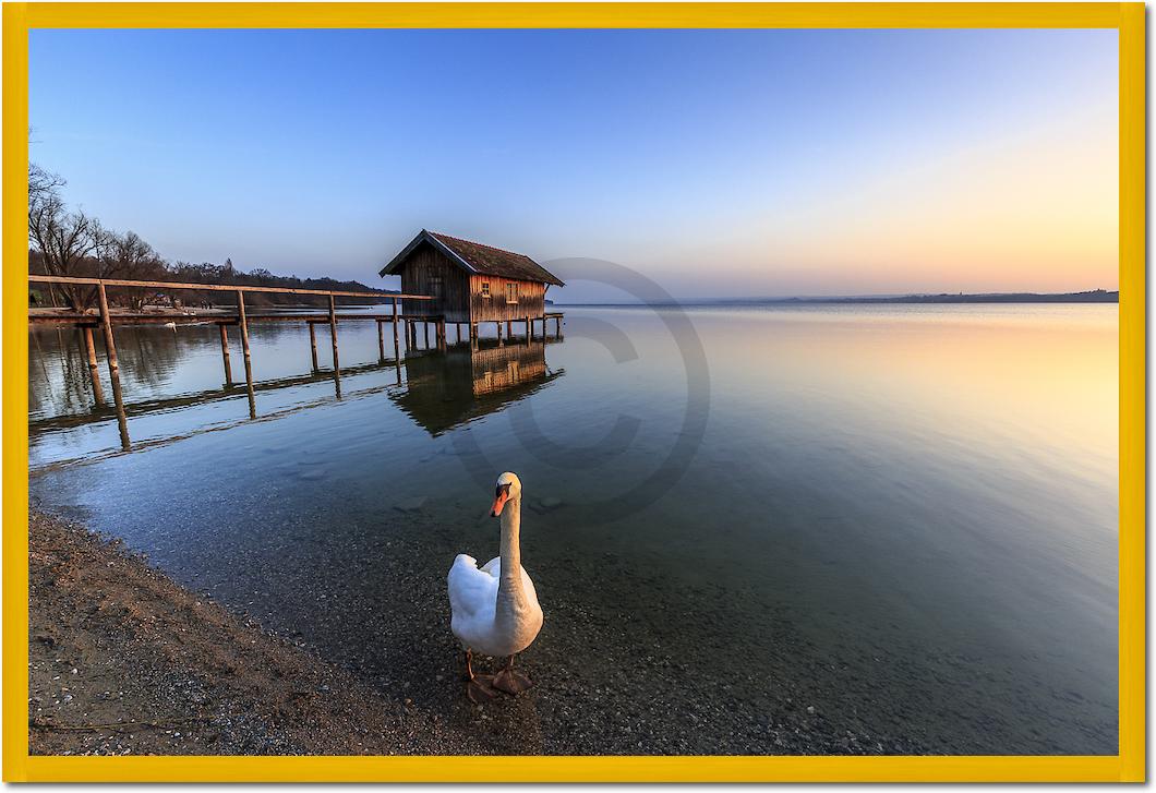 Schwan am Ammersee von Markus Scholz