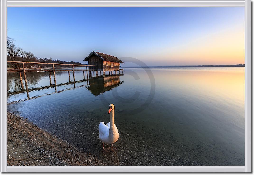 Schwan am Ammersee von Markus Scholz