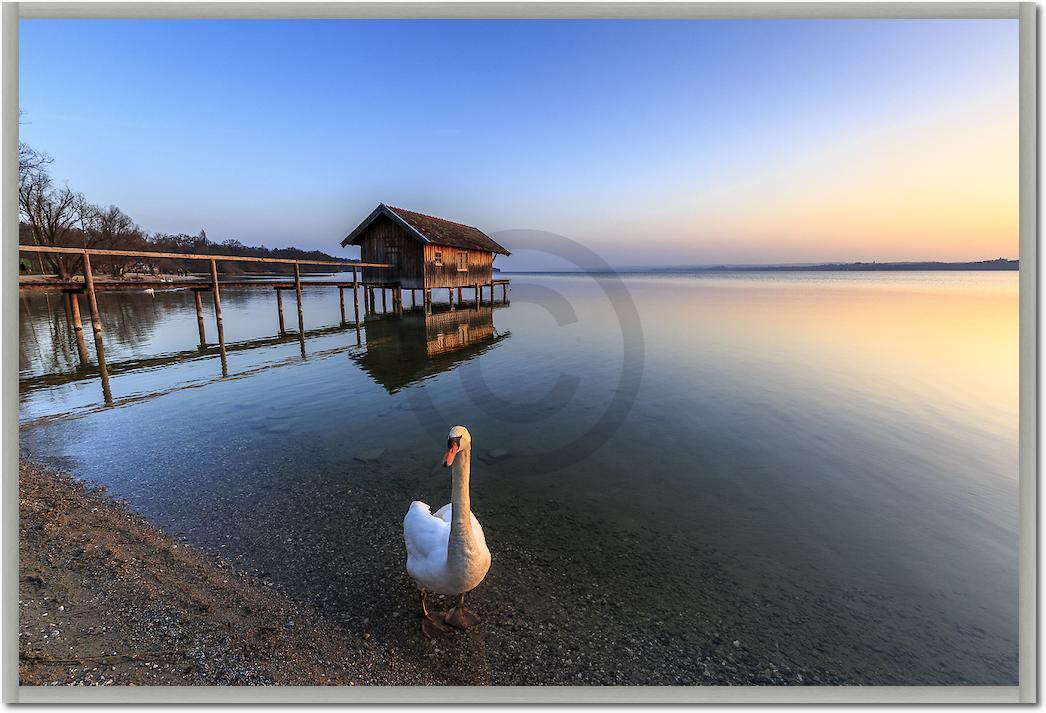 Schwan am Ammersee von Markus Scholz