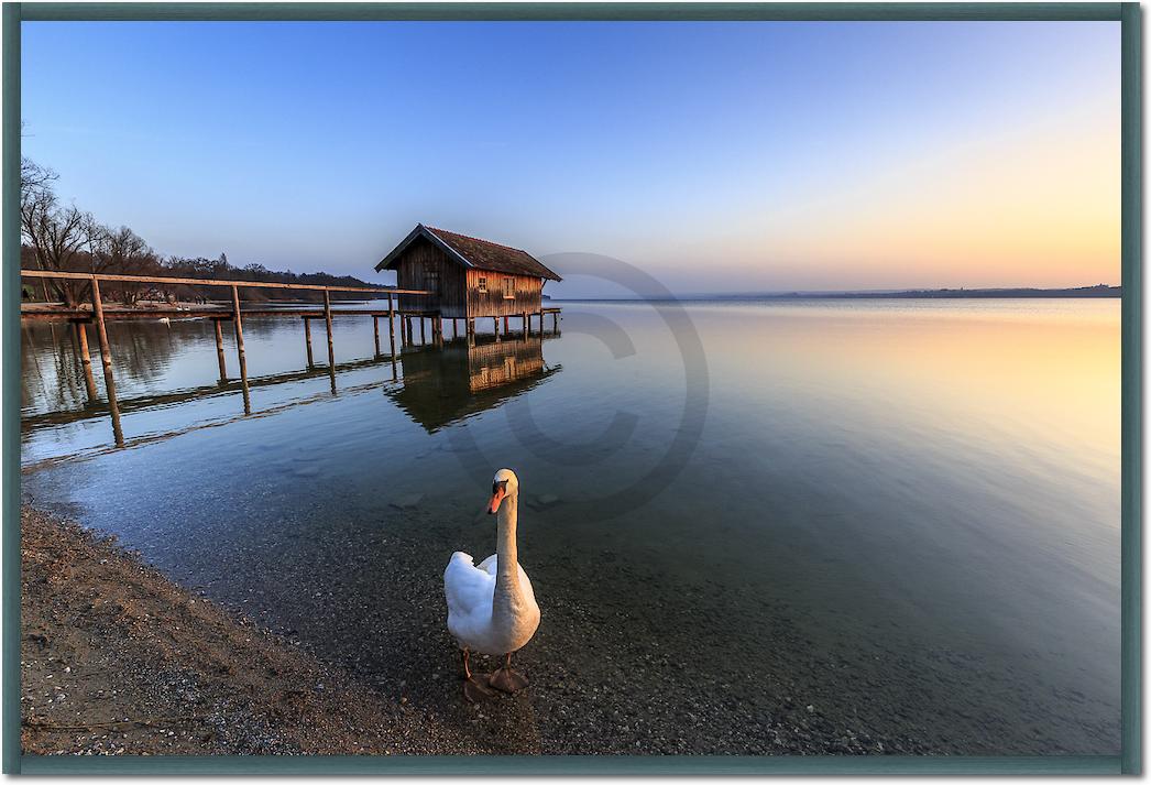 Schwan am Ammersee von Markus Scholz