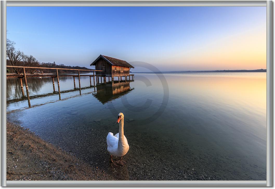 Schwan am Ammersee von Markus Scholz