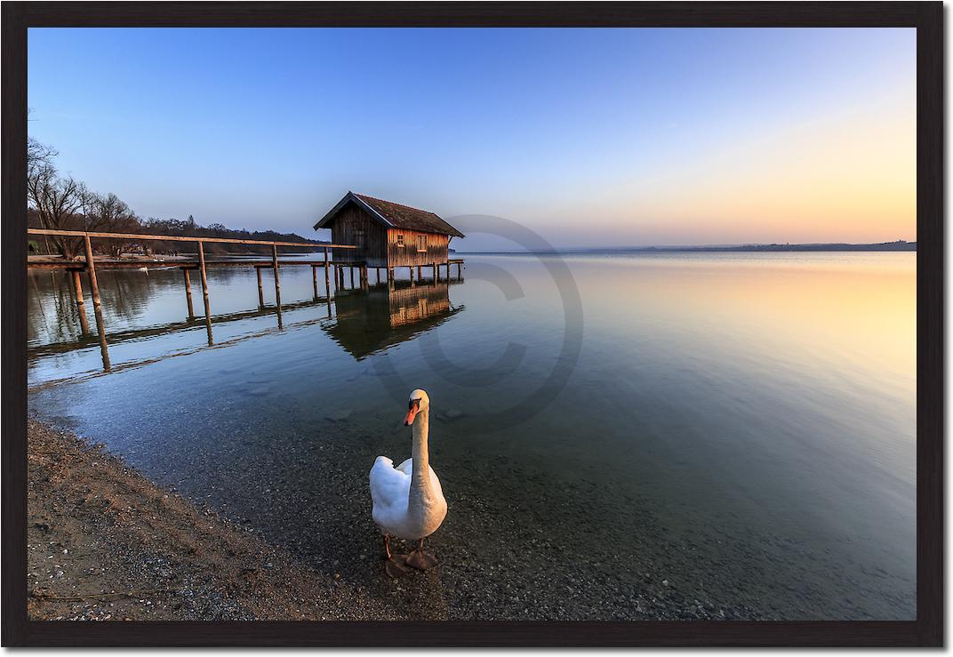 Schwan am Ammersee von Markus Scholz