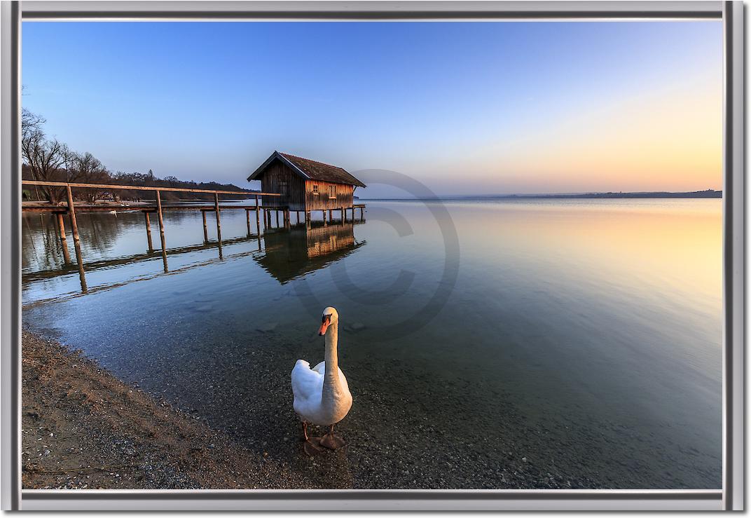 Schwan am Ammersee von Markus Scholz