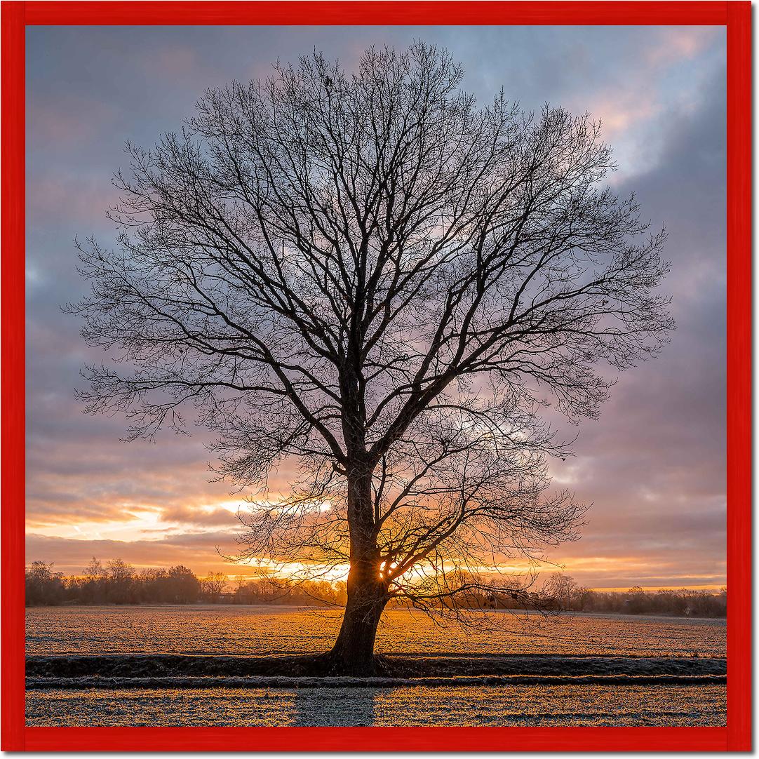 Winterbaum von Holger Karl