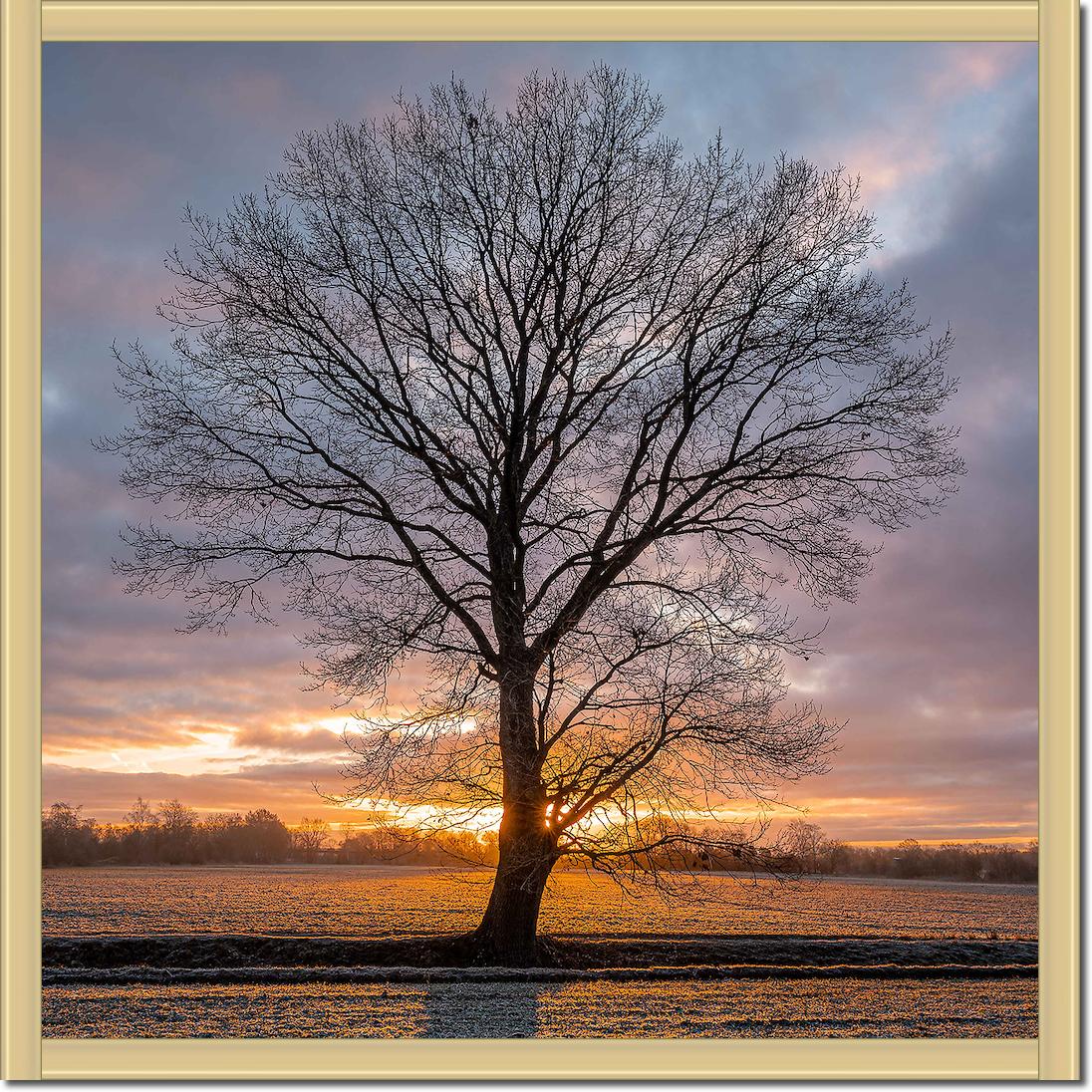 Winterbaum von Holger Karl