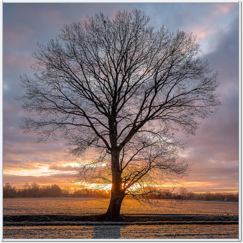 Winterbaum von Holger Karl