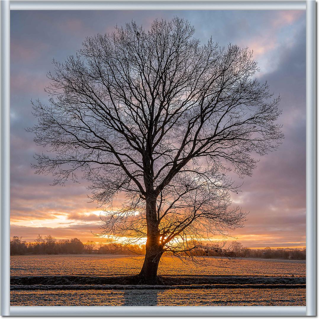 Winterbaum von Holger Karl