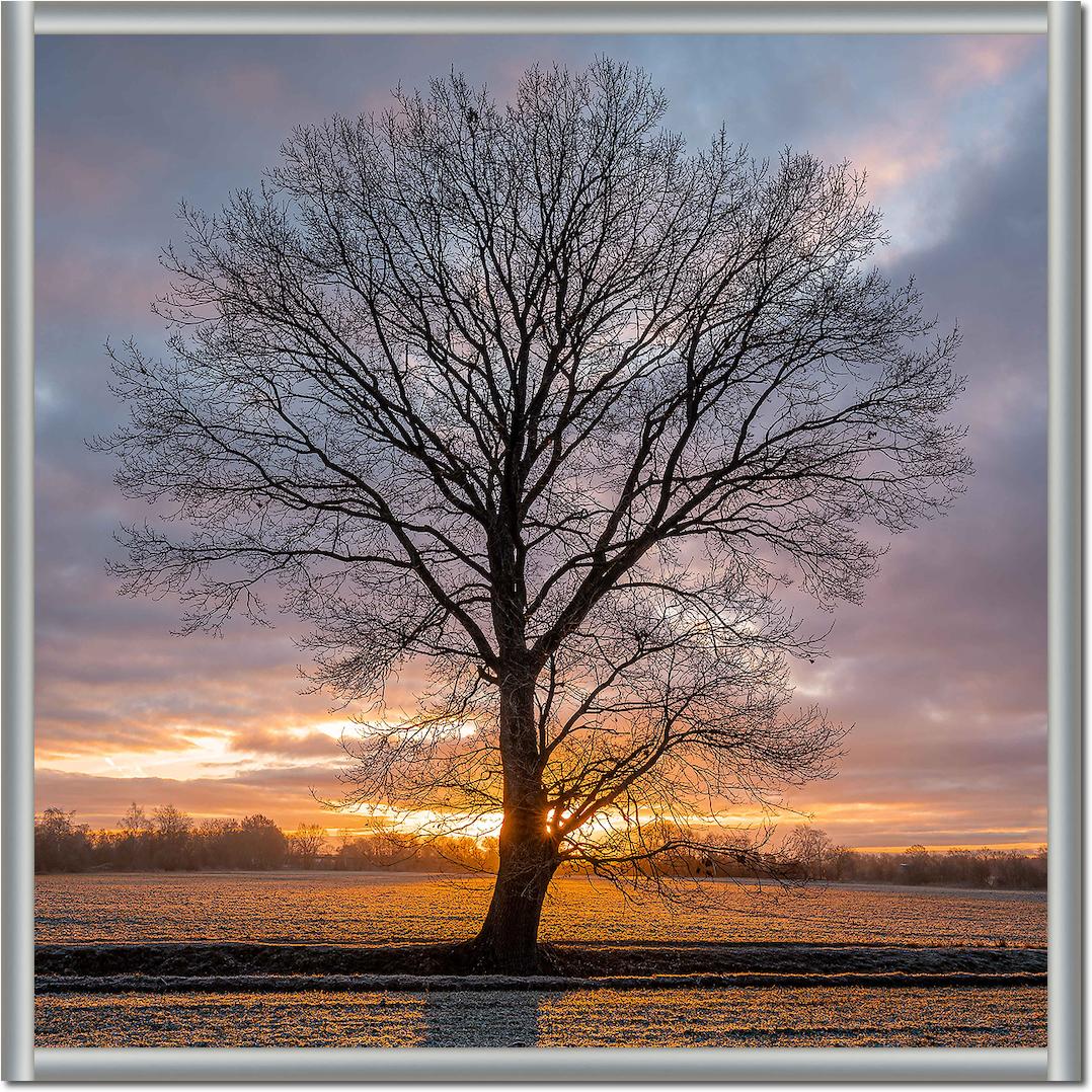 Winterbaum von Holger Karl