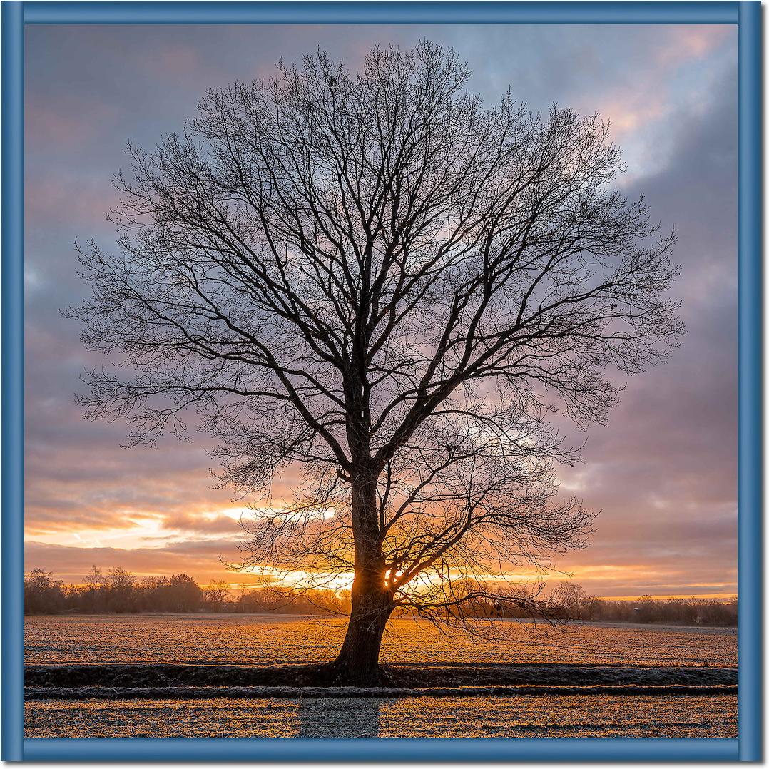 Winterbaum von Holger Karl