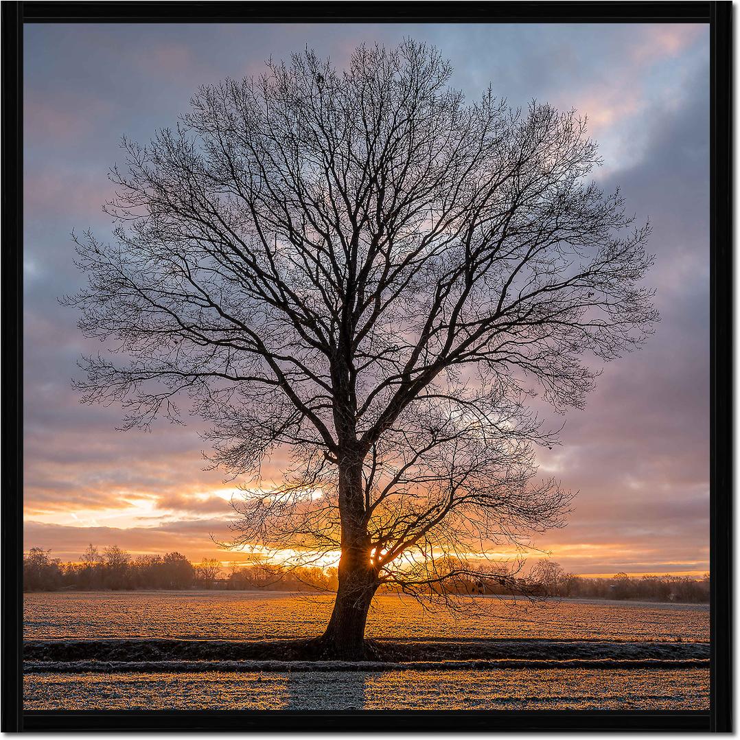 Winterbaum von Holger Karl