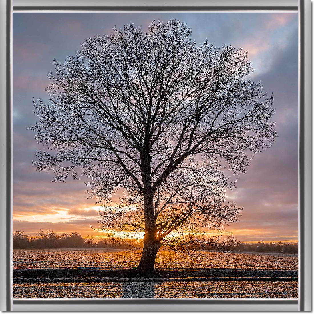 Winterbaum von Holger Karl