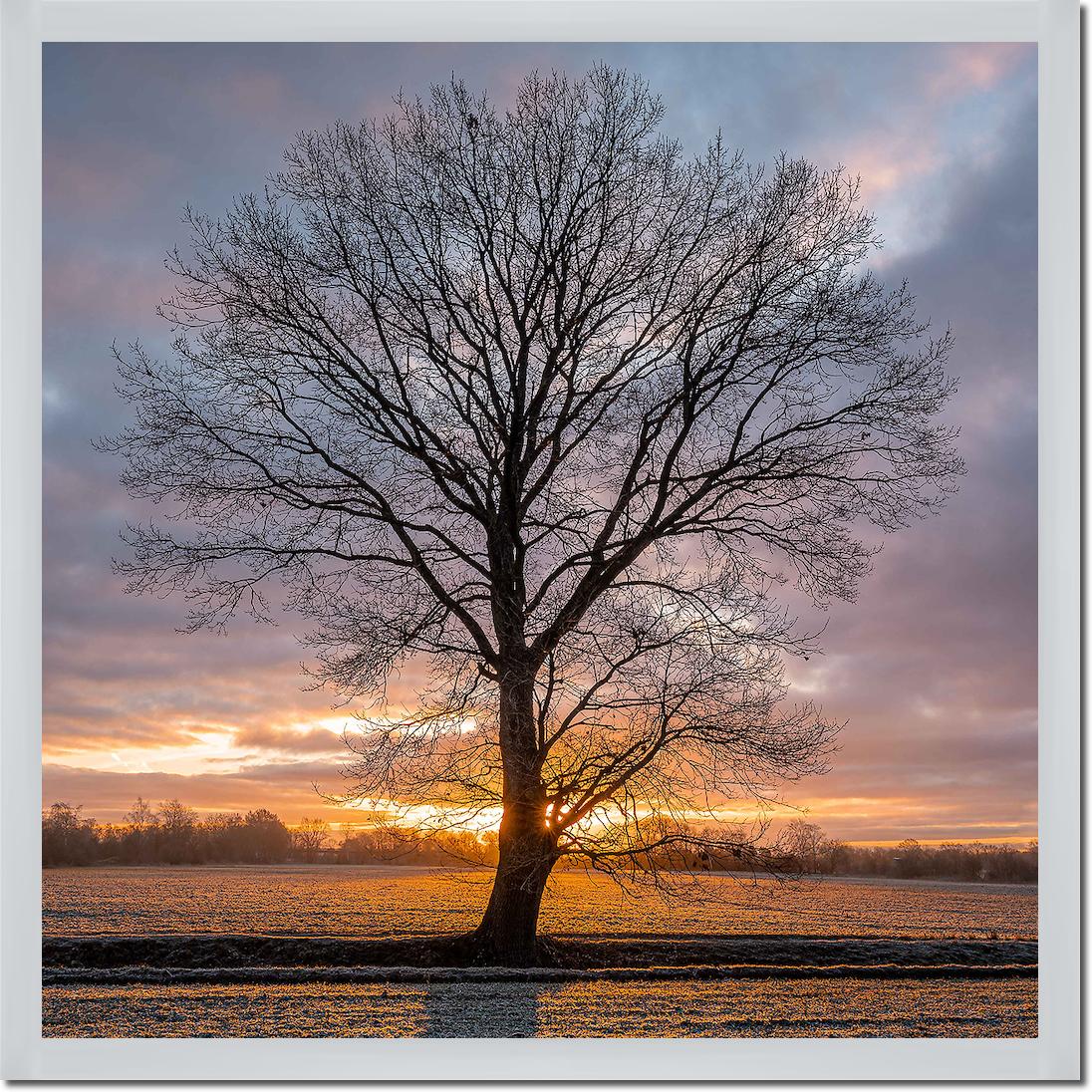 Winterbaum von Holger Karl