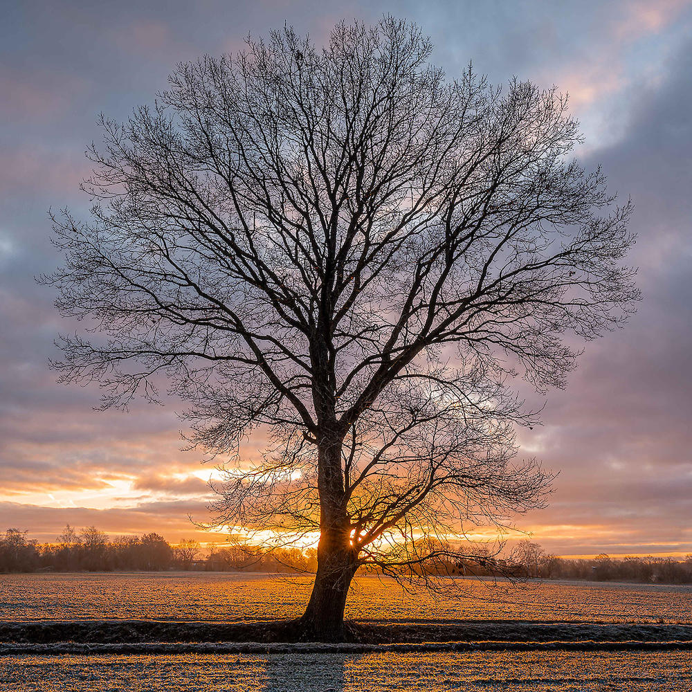 Winterbaum von Holger Karl