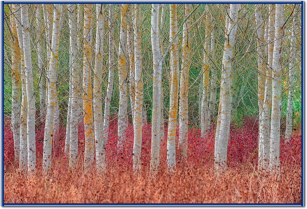 Birch forest von Jure Kravanja