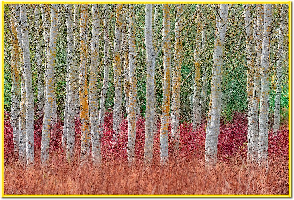 Birch forest von Jure Kravanja