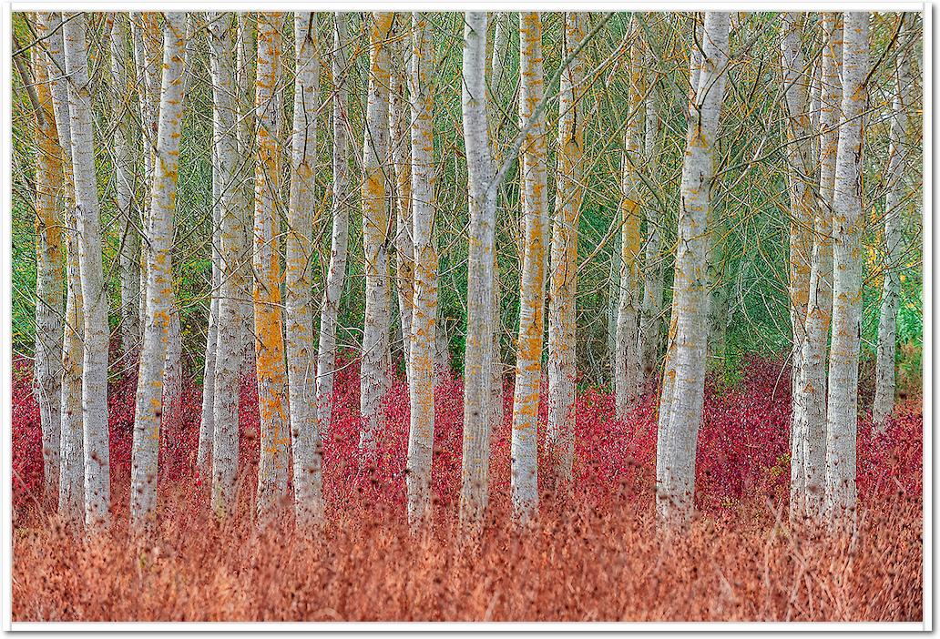 Birch forest von Jure Kravanja