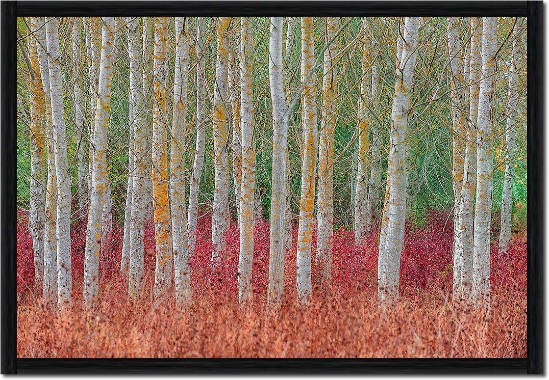 Birch forest von Jure Kravanja