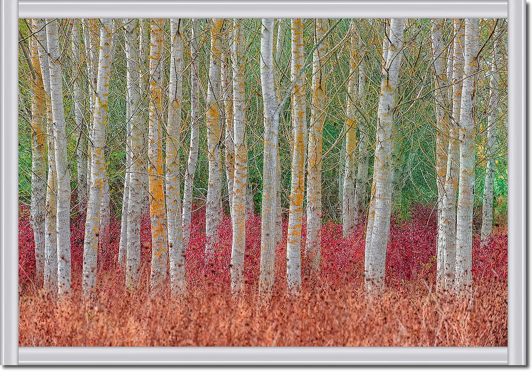 Birch forest von Jure Kravanja