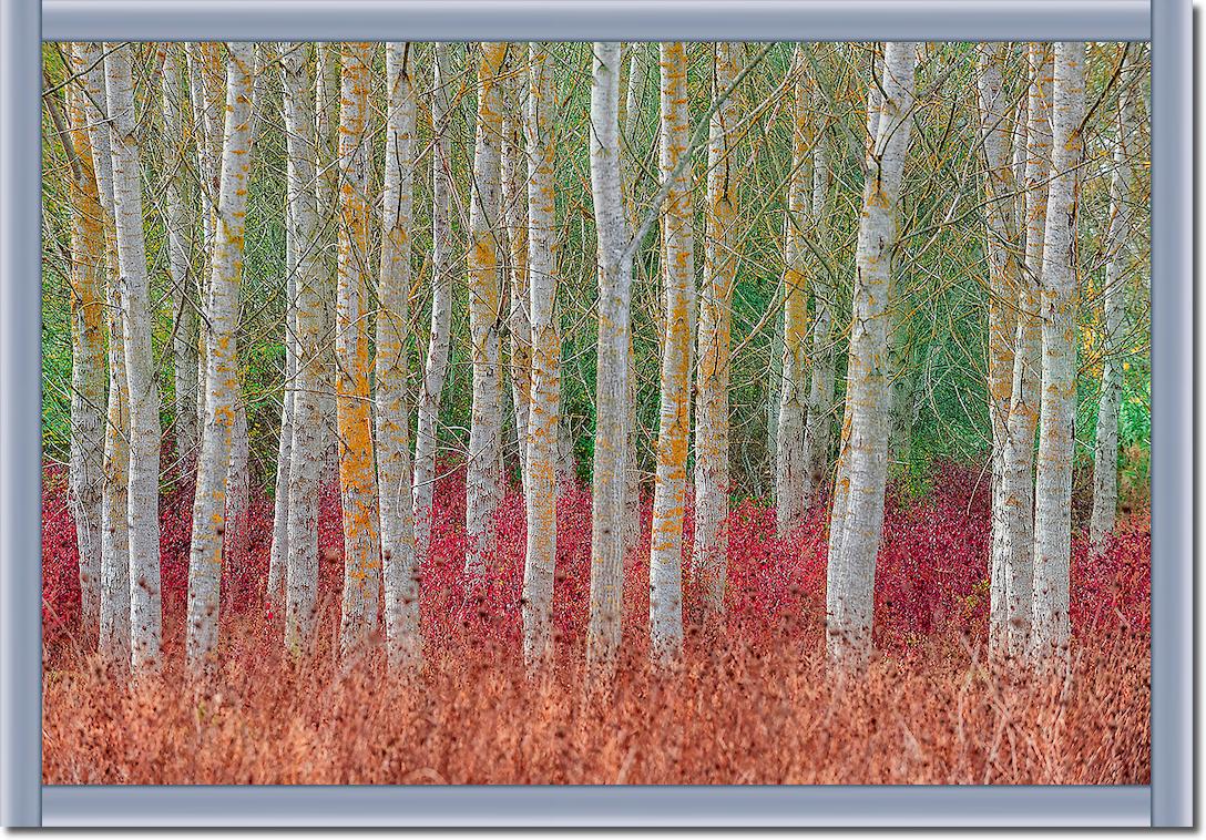 Birch forest von Jure Kravanja