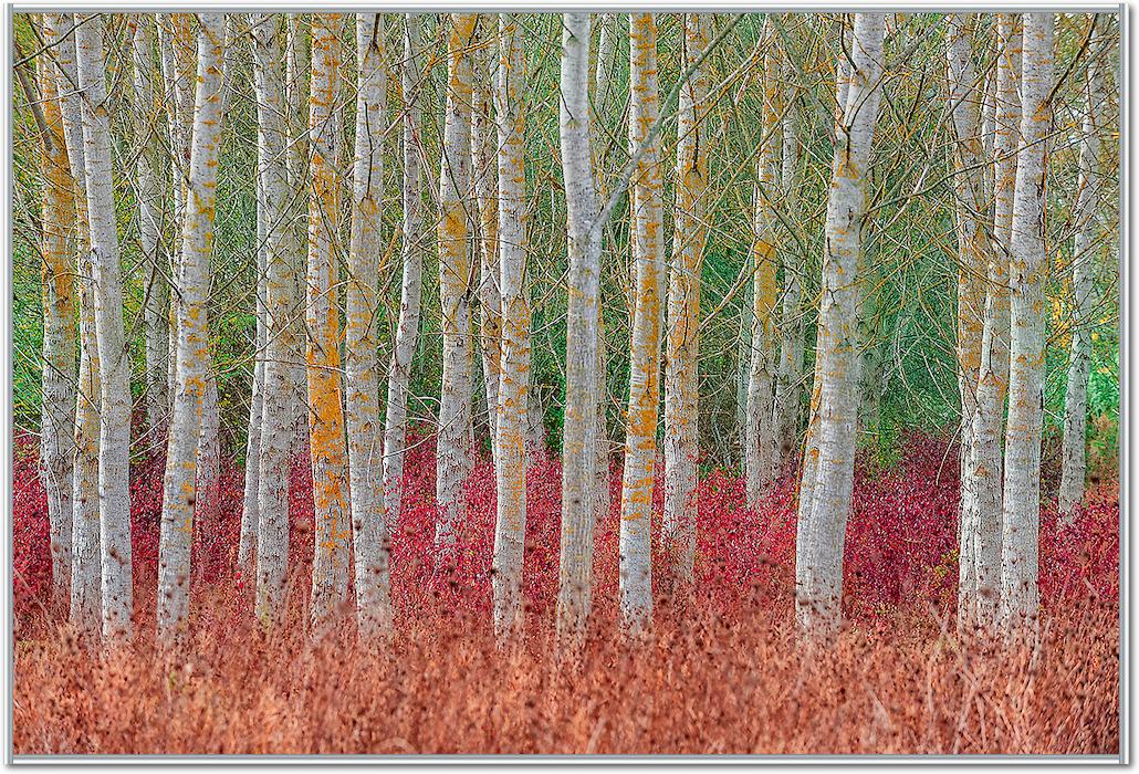 Birch forest von Jure Kravanja