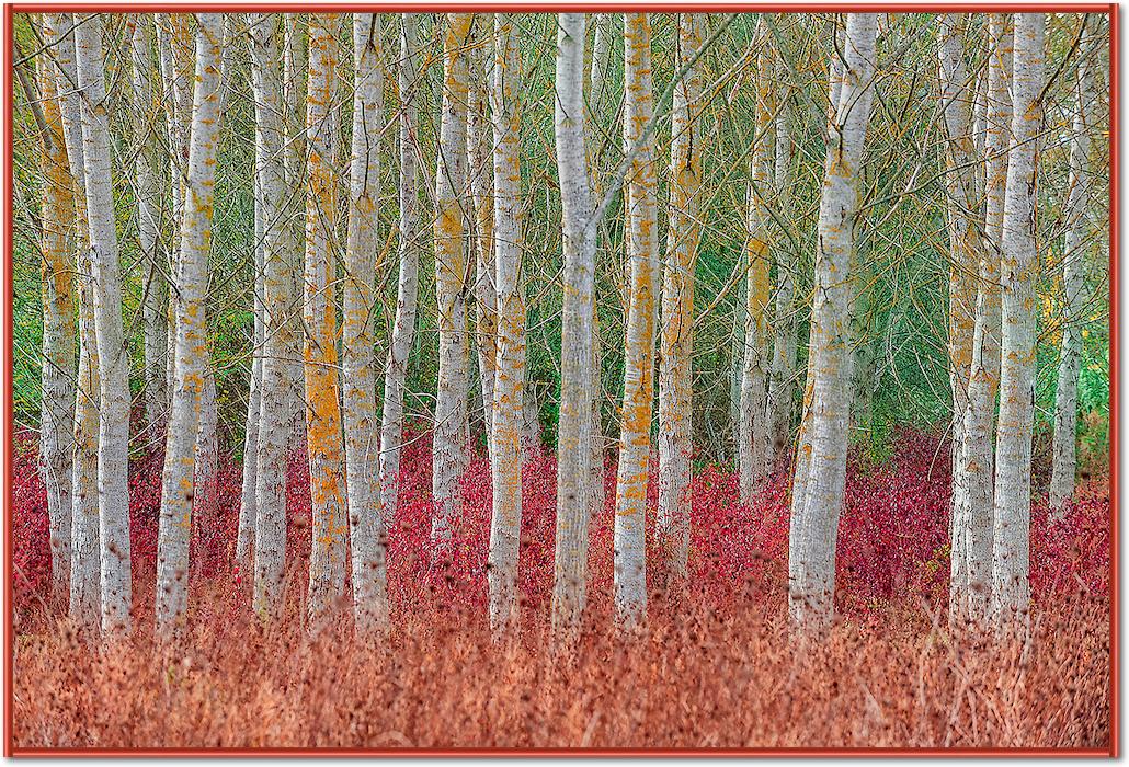 Birch forest von Jure Kravanja