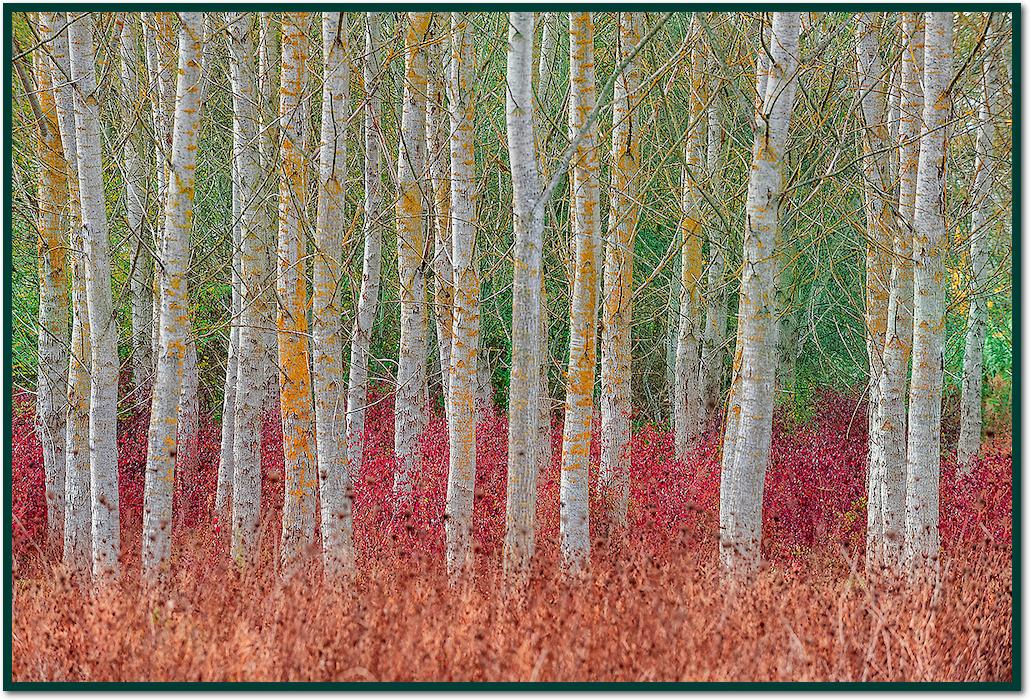 Birch forest von Jure Kravanja