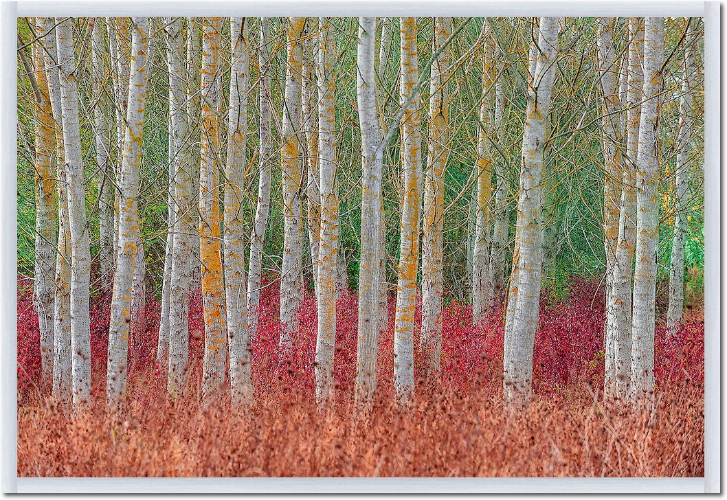 Birch forest von Jure Kravanja