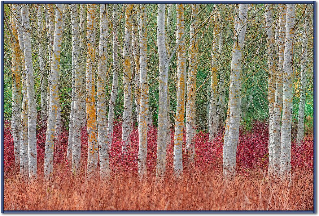 Birch forest von Jure Kravanja